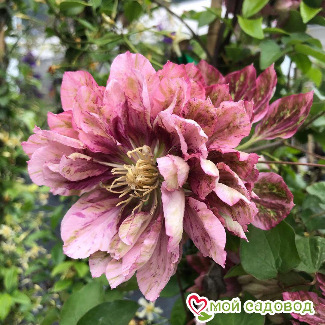 Клематис Пинк Пешн