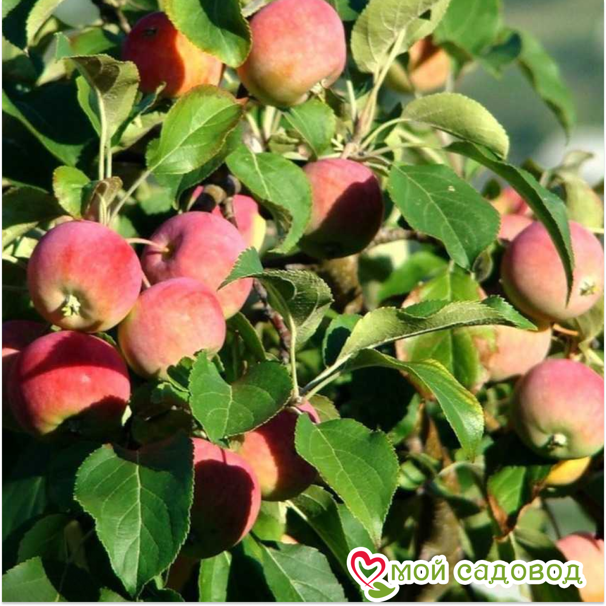 Яблоня Конфетное