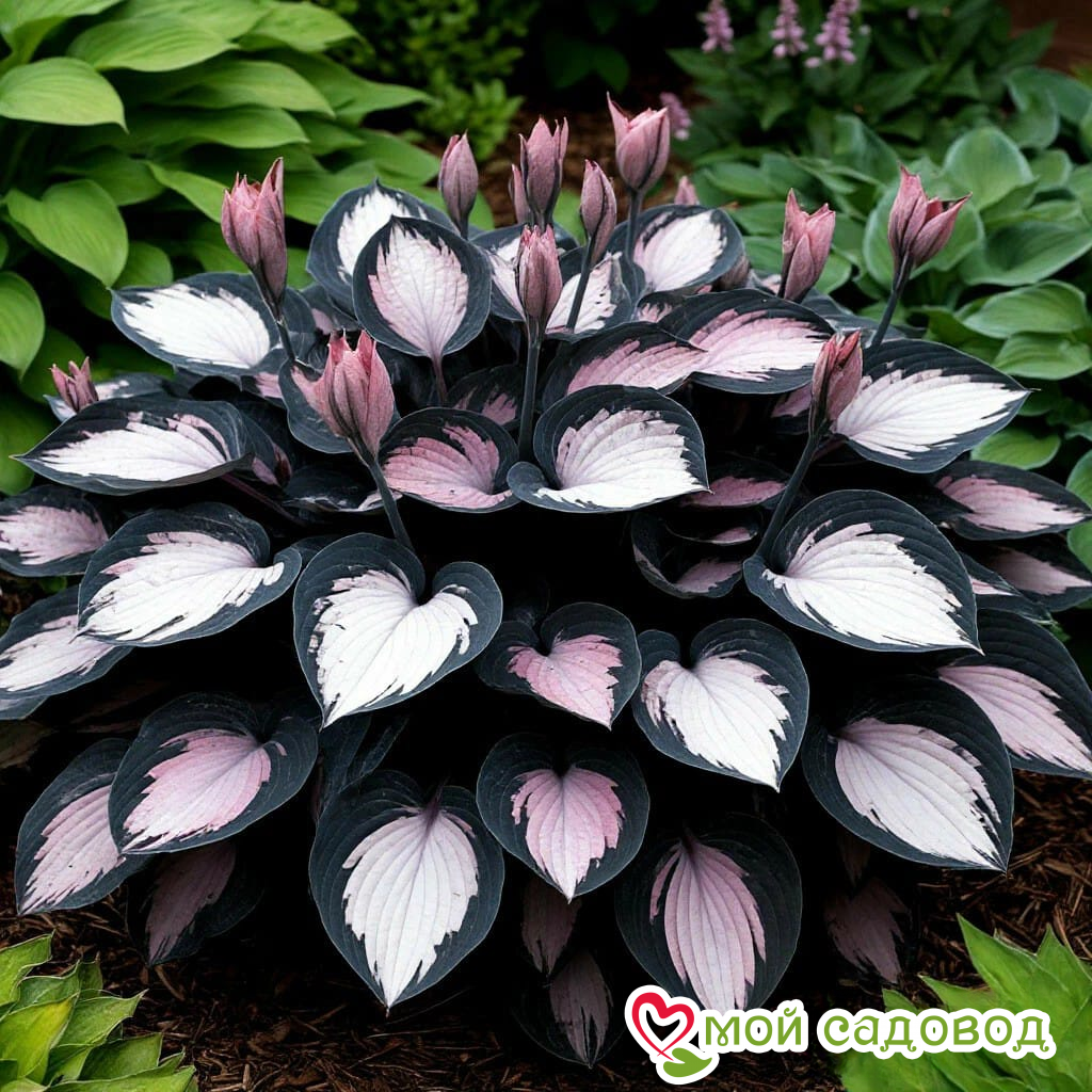 Хоста Веридия